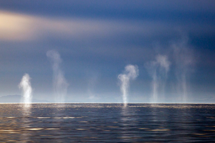 Southeast Alaska Whales